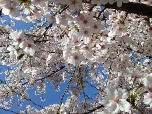 桜の花びらのイメージはどんなピンク色 記憶しているイメージの色 記憶色 の話です 色彩心理の専門家 色とココロのコンシェルジュ