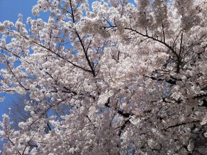 桜写真-1