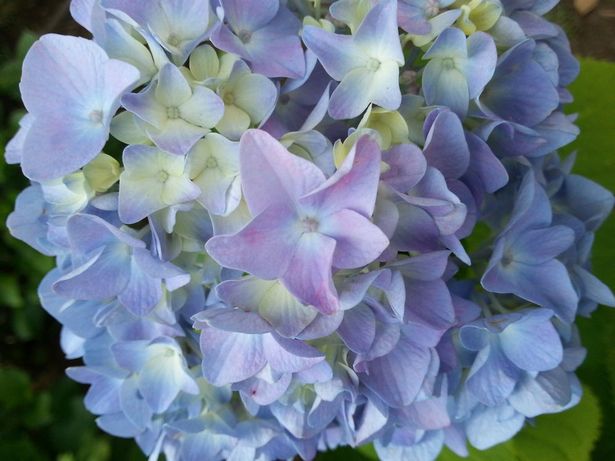 紫陽花 アジサイ の色 さまざまな紫色の心理は 色彩心理の専門家 色とココロのコンシェルジュ